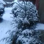 затишний будиночок * Bukovets