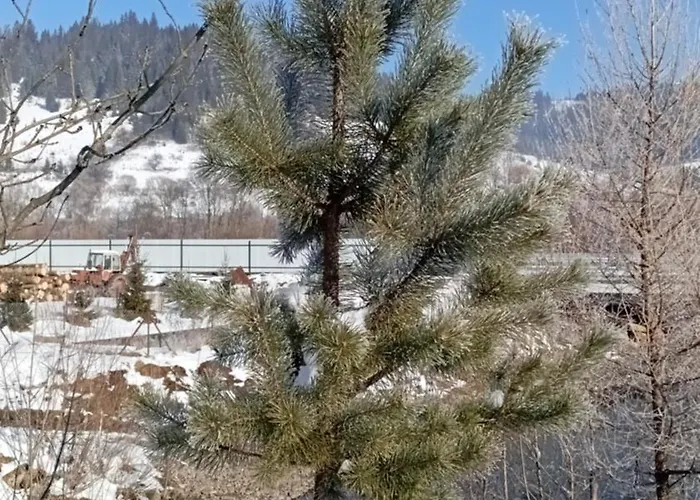 度假居 затишний будиночок Bukovets