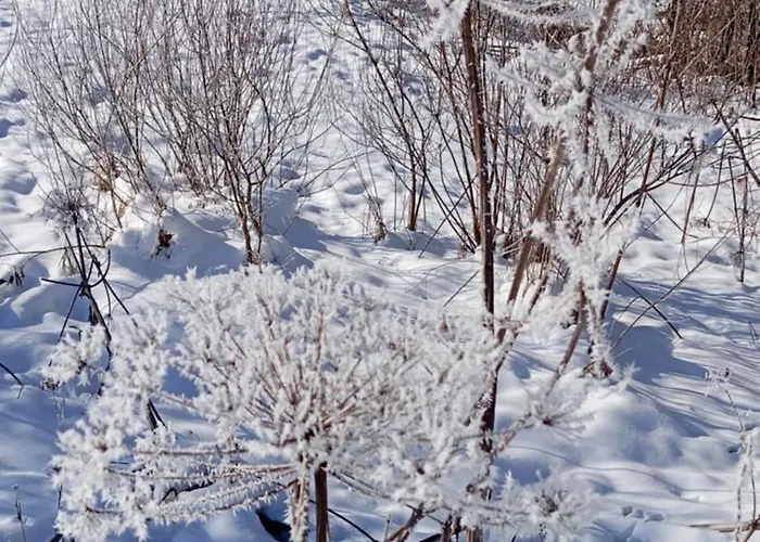Дом отдыха затишний будиночок Bukovets